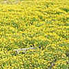Texas wildflower - Bitterweed (Helenium sp.)