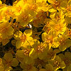 Texas wildflower - Fendler's Bladderpod (Lesquerella fendleri)