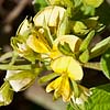 Texas wildflower - Broad-leaf Snout-bean (Rhynchosia latifolia)