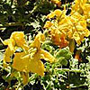 Texas wildflower - Buffalo Bur (Solanum rostratum)