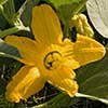 Texas wildflower - Buffalo Gourd (Curcurbita foetidissima)