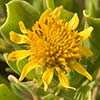 Texas wildflower - Bushy Sea Ox-eye (Borrichia frutescens)