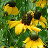 Texas wildflower - Clasping-Leaf Coneflower (Dracopis amplexicaulis)