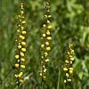 Texas wildflower - Colicroot (Aletris aurea)