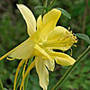 Texas wildflower - Columbine (Aquilegia canadensis)