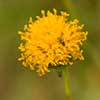 Texas wildflower - Cota (Thelesperma megapotamicum)