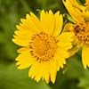 Texas wildflower - Cowpen Daisy (Verbesina encelioides)