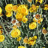 Texas wildflower - Desert Marigold (Baileya multiradiata)