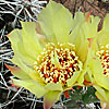 Texas wildflower - Dog Cholla Cactus (Grusonia schottii)