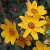 Texas wildflower - Engelmann Daisy (Engelmannia pinnatifida)