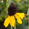 Texas wildflower - Giant Coneflower (Rudbeckia maxima)