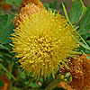 Texas wildflower - Golden-Ball Lead-Tree (Leucana retusa)