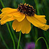 Texas wildflower - Greenthread (Thelesperma filifolium)