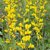 Texas wildflower - Green Wild Indigo (Baptisia sphaerocarpa)