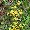 Texas wildflower - Golden Groundsel (Senecia obovatus)