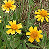 Texas wildflower - Huisache Daisy (Amblyolepis setigera)