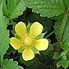 Texas wildflower - Indian Strawberry (Duchesnea indica)