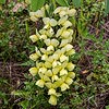 Texas wildflower - Wild Plains Indigo (Baptisia bracteata)