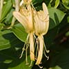 Texas wildflower - Japanese Honeysuckle (Lonicera japonica)