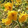 Texas wildflower - Lindheimer's Senna (Cassia Lindheimeri)