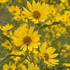 Texas wildflower - Maximilian Sunflower (Helianthus Maximiliani)