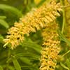 Texas wildflower - Mesquite (Prosopis glandulosa)