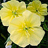 Texas wildflower - Missouri Primrose (Oenothera missouriensis)