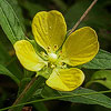 Texas wildflower - Narrow-leaf Water Primrose (Ludwigia octovalvis)