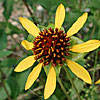 Texas wildflower - Nerve-Ray (Tetragonotheca texana)