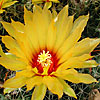 Texas wildflower - Nipple Cactus (Coryphantha sulcata)