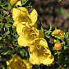 Texas wildflower - Oak Leech (Aureolaria flava)