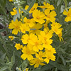 Texas wildflower - Paper-flower (Psilostrophe tagetina)