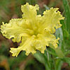 Texas wildflower - Puccoon (Lithospermum incisum)