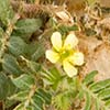 Texas wildflower - Puncturevine (Tribulus terrestris)
