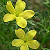 Texas wildflower - Redbud (Menodora heterophylla)