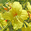 Texas wildflower - Retama (Parkinsonia aculeata)