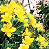 Texas wildflower - Rock Nettle (Eucnide bartonioides)