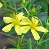 Texas wildflower - Roundpod St. Johnswort (Hypericum cistifolium)