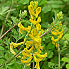 Texas wildflower - Scrambled Eggs (Corydalis curvisiliqua)