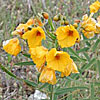 Texas wildflower - Two-Leaved Senna (Cassia Roemeriana)