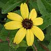Texas wildflower - Soft Green-eyes (Berlandiera pumila)