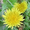 Texas wildflower - Sow-Thistle (Sonchus sp.)