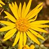 Texas wildflower - Spiny Aster (Machaeranthera pinnatifida)