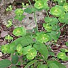 Texas wildflower - Roemer's Spurge (Euphorbia Roemeriana)