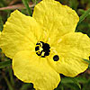 Texas wildflower - Square-Bud Primrose (Calylophus Drummondianus)