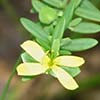 Texas wildflower - St. Andrew's cross (Hypericum hypericoides)