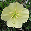 Texas wildflower - Stemless Evening Primrose (Oenothera triloba)