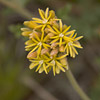Texas wildflower - Stinging Cevallia (Cevallia sinuata)