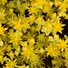 Texas wildflower - Stonecrop (Sedum Nuttallianum)