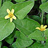 Texas wildflower - Straggler Daisy (Calyptocarpus vialis)